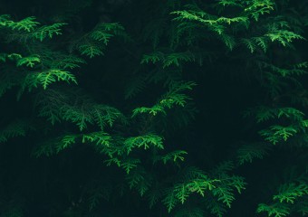 Green pine tree branches